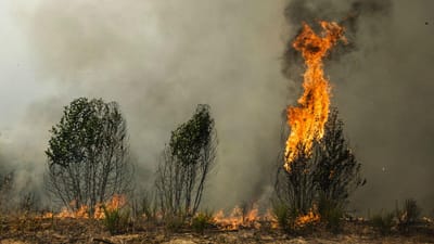 PJ já deteve 67 incendiários em todo o país - TVI