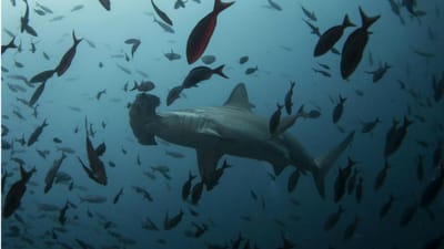 Identificados antepassados remotos dos tubarões - TVI