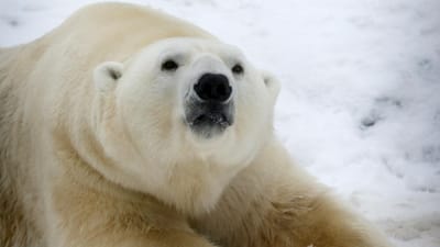 Pai morreu a defender os filhos de ataque de urso polar - TVI
