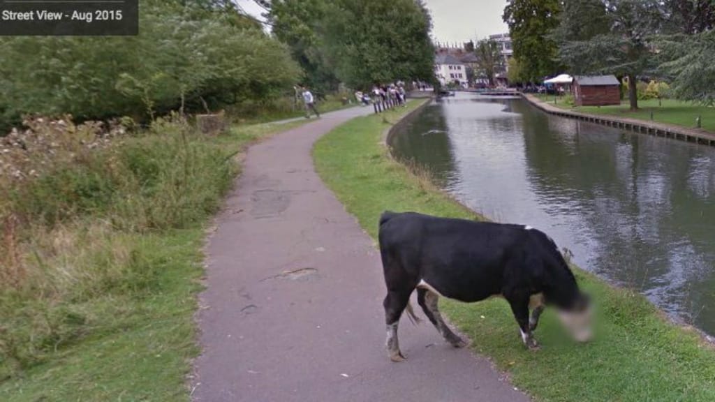 Street View oculta cara de vaca