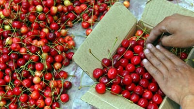 Produção de cereja deve triplicar este ano face a 2020 - TVI