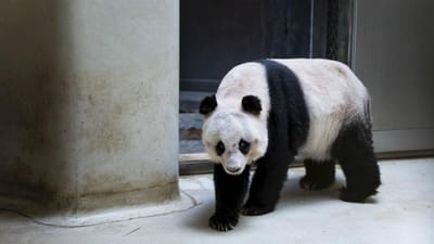 China trata problemas geriátricos dos pandas em lar - TVI