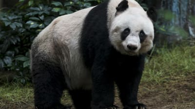 Parque para pandas na China vai ter um quinto da dimensão de Portugal - TVI