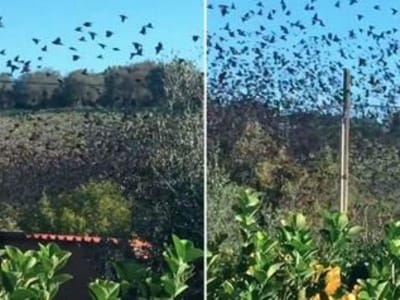 Sismo em Itália: vídeo-amador capta milhares de pássaros inquietos - TVI