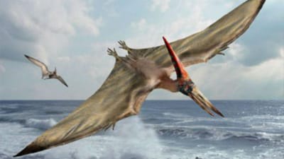 Pterossauros extinguiram-se repentinamente - TVI