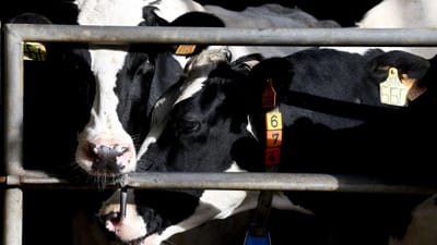 Doença das vacas loucas voltou - TVI