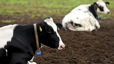 GNR investiga "estranha" morte de 25 vacas em Almodôvar - TVI