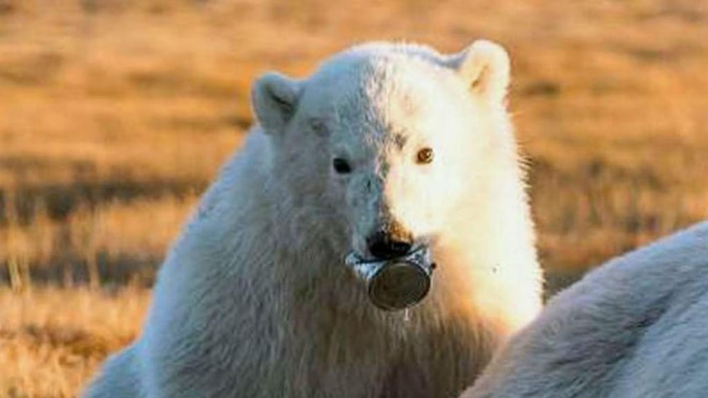 Cria de urso polar sobreviveu duas semanas com lata presa na boca 