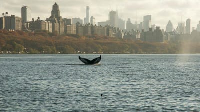 Baleia fotografada no rio Hudson em Nova Iorque - TVI
