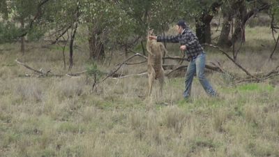Homem dá murro a canguru para defender cão - TVI