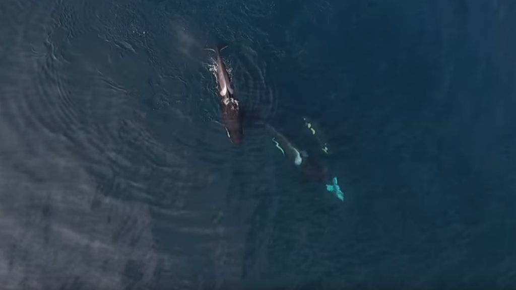 Família de orcas devora um tubarão