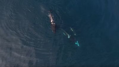 Drone filma orcas a devorar um tubarão - TVI