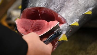 Atum vermelho vendido por 165 mil euros em leilão - TVI
