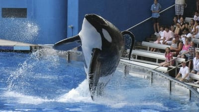 Morreu Tilikum, a famosa baleia assassina - TVI