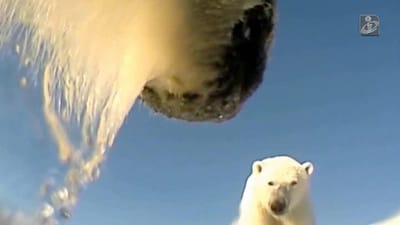 Vídeo mostra o dia a dia de um urso polar como nunca viu - TVI