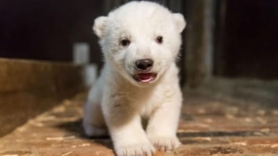 Quer dar nome a este urso polar? - TVI