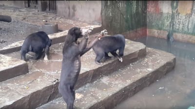 Imagens de ursos com fome chocam o mundo - TVI