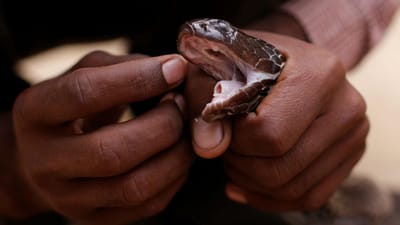 Austrália: mulher encontra quatro cobras escondidas dentro de autoclismo - TVI