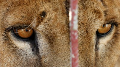Animais morreram à fome no zoo de Mossul - TVI