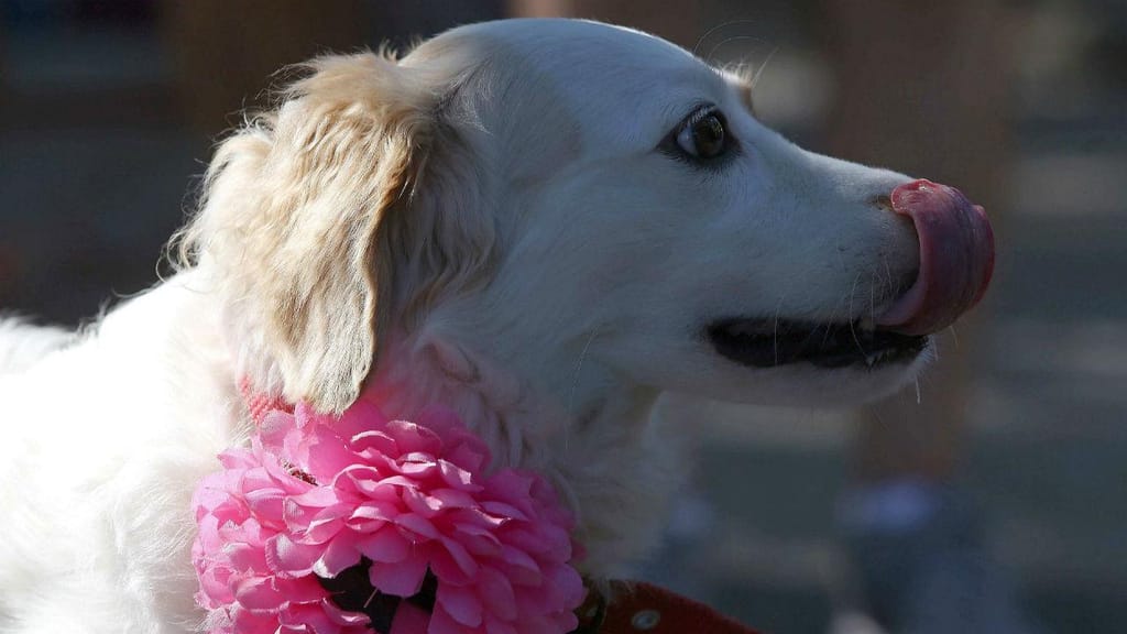 Desfile de carnaval de cães no Brasil