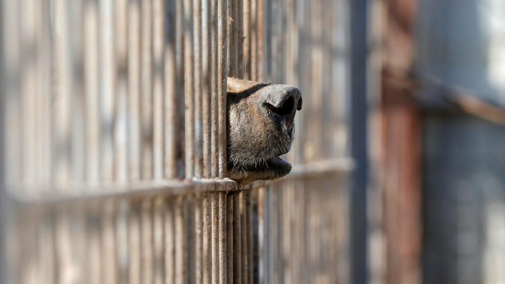 Animais do zoo de Mossul estão a morrer à fome