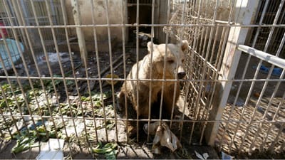 Um urso e um leão ainda resistem à fome no zoo de Mossul - TVI