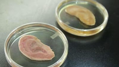 Cientistas criam orelhas a partir de fatias de maçã - TVI