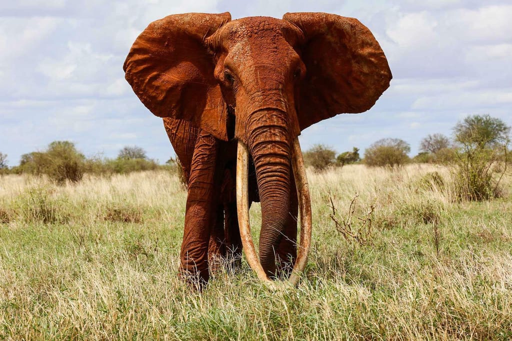 Elefante com "presas gigantes"