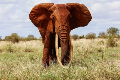 Caçadores furtivos mataram um dos maiores e mais velhos elefantes de África - TVI