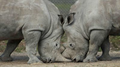 Zoológico checo vai serrar chifres a rinocerontes brancos - TVI