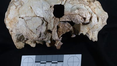 Crânio com 400 mil anos encontrado em Portugal - TVI