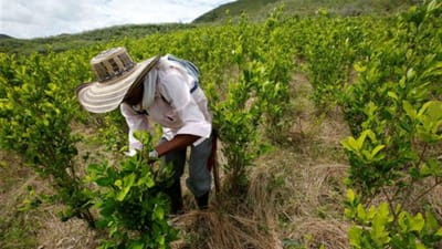 Produção de coca na Colômbia dispara para níveis recorde - TVI