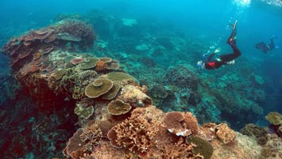 Grande Barreira de Coral poderá nunca voltar a ser como era - TVI