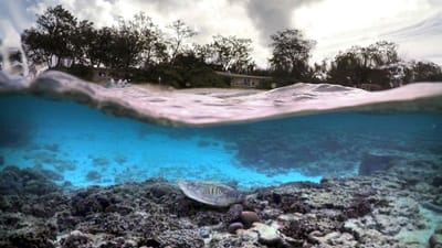 Mundo perdeu quase 14% dos recifes de corais nos últimos anos - TVI