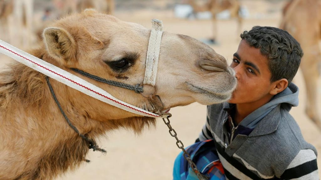 Corrida de camelos com crianças no Egito