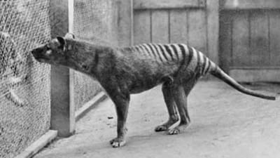Animal extinto há 80 anos terá sido reavistado na Austrália - TVI