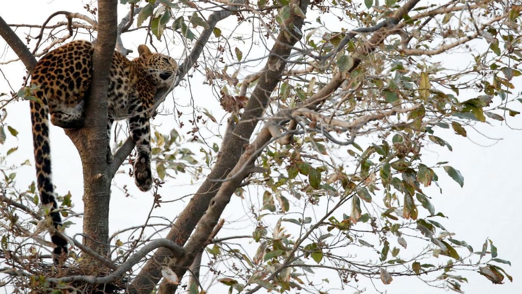 Leopardo no Nepal