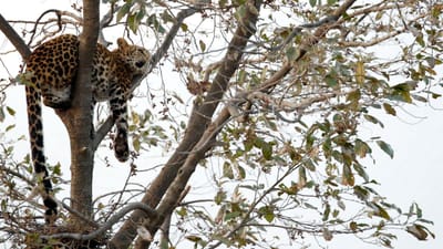 Leopardo obriga ao encerramento de aeroporto - TVI