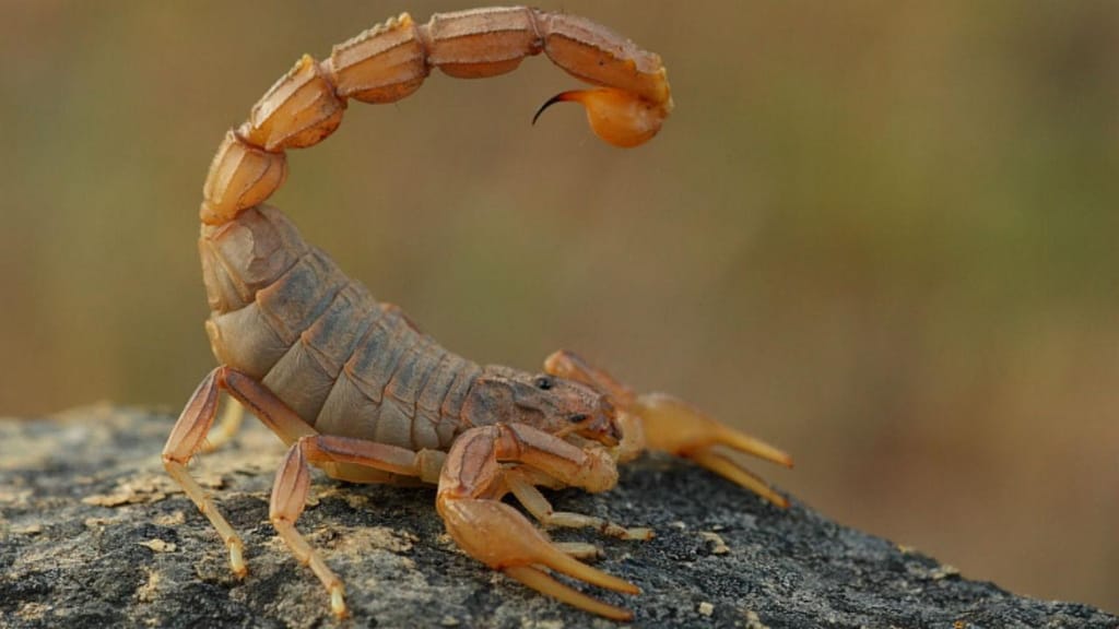 Lacrau, o escorpião português