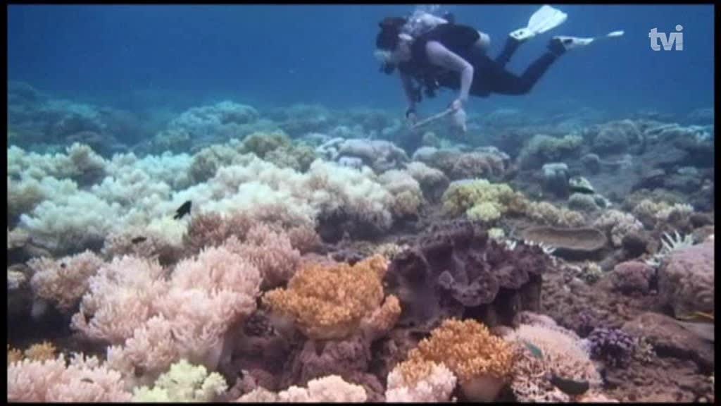 Água mais quente leva corais a soltarem algas que os alimentam