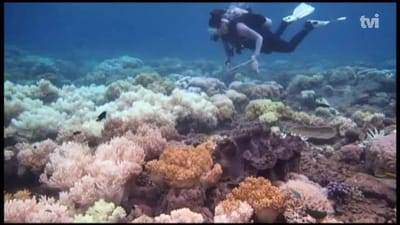 Unesco quer Grande Barreira de Corais na lista de locais em perigo - TVI