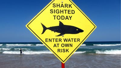 Tubarão mata surfista de 17 anos na Austrália - TVI