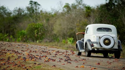 Milhares de caranguejos invadem a Baía dos Porcos - TVI