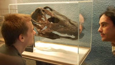 Paleontólogos da Universidade Nova revelam nova espécie de dinossauro - TVI