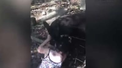 Menina atacada por canguru em jardim zoológico - TVI