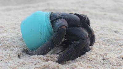 Dia Mundial dos Oceanos alerta para os perigos do plástico - TVI