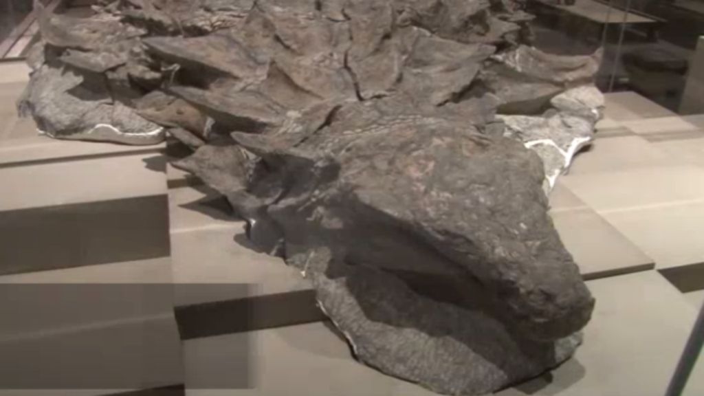 Fóssil foi encontrado há quase seis anos 