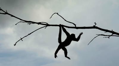 Macaco fugiu do Zoo de Lisboa e foi visto a andar na estrada - TVI