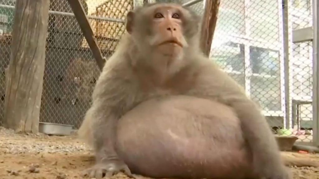Macaco obeso na Tailândia por causa de turistas