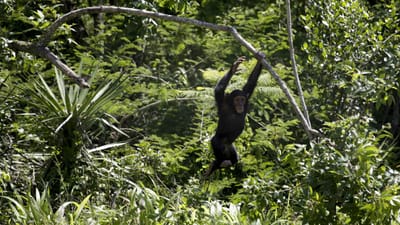 Separação dos chimpazés e humanos aconteceu mais cedo do que se pensava - TVI